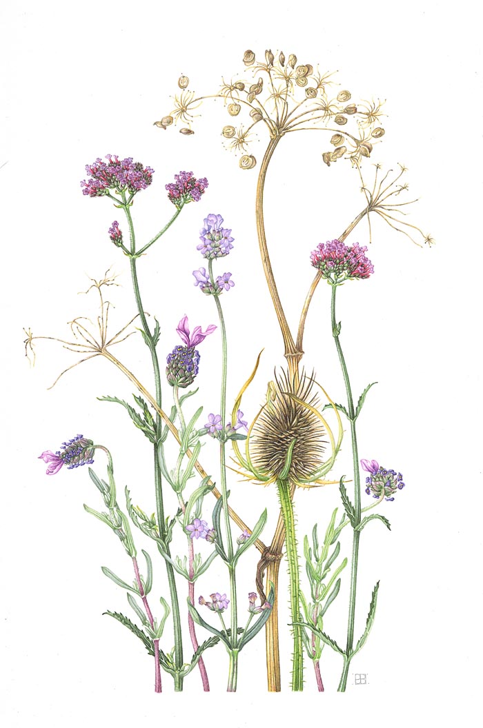 late-summer-lavenders