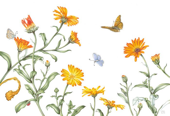 PBrown_ButterflyMarigolds_Resized