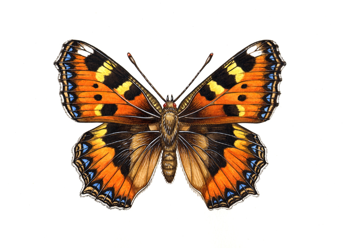 small-tortoiseshell-resized