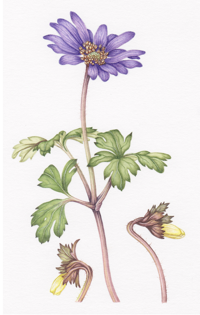 anemone-blanda-resized