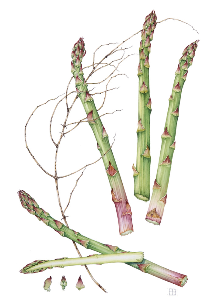 asparagus-resized