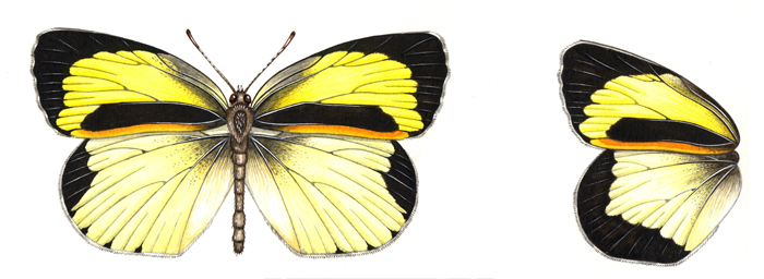 barred-yellow-resized