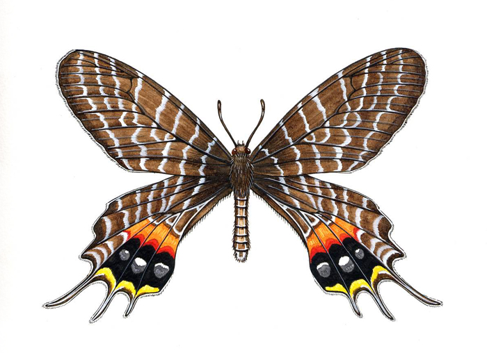 bhutan-glory-resized