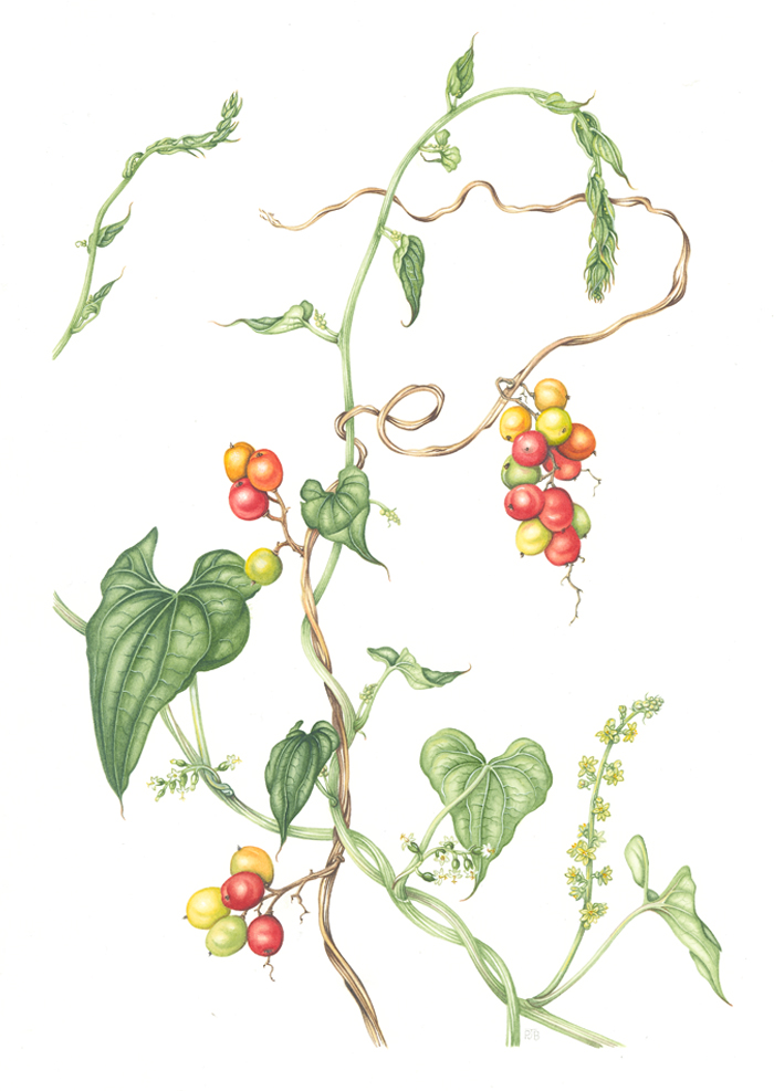 black-bryony-resized
