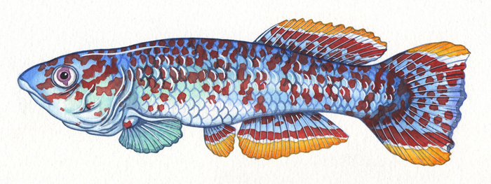 blue-lyrefish-resized