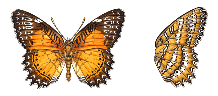 book-butterfly-resized