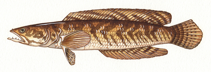 chevron-snakehead-resized