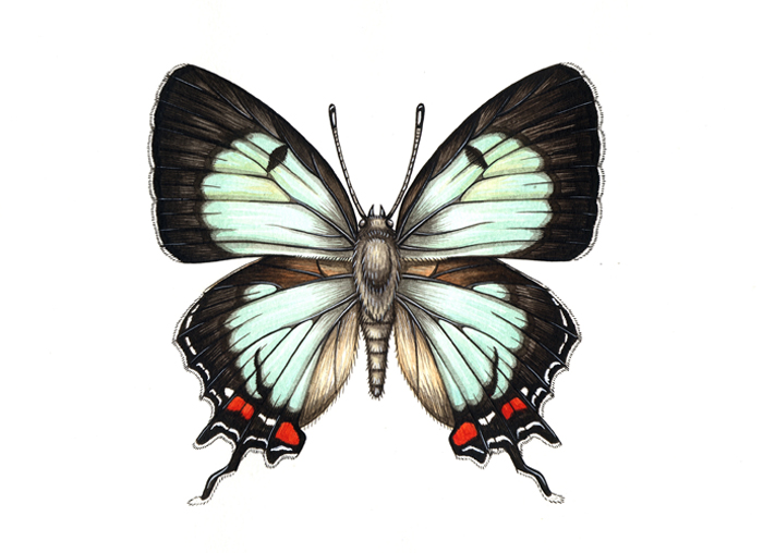 common-imperial-blue-resized