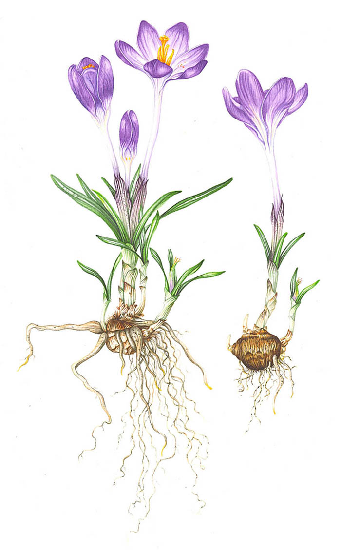 crocus-resized
