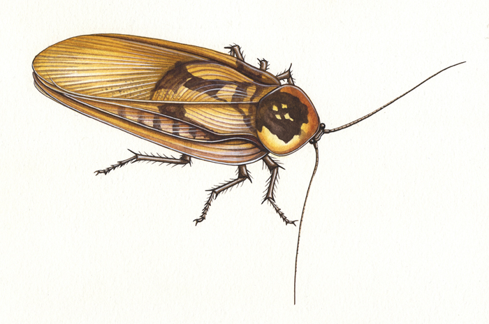 deaths-head-cockroach-resized
