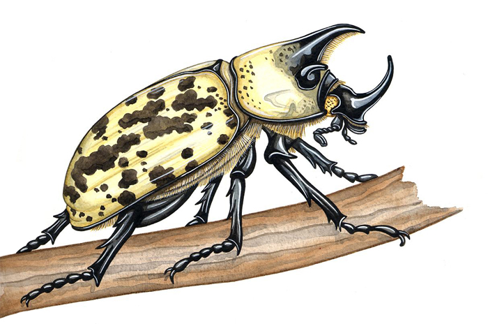 eastern-hercules-beetle-edit
