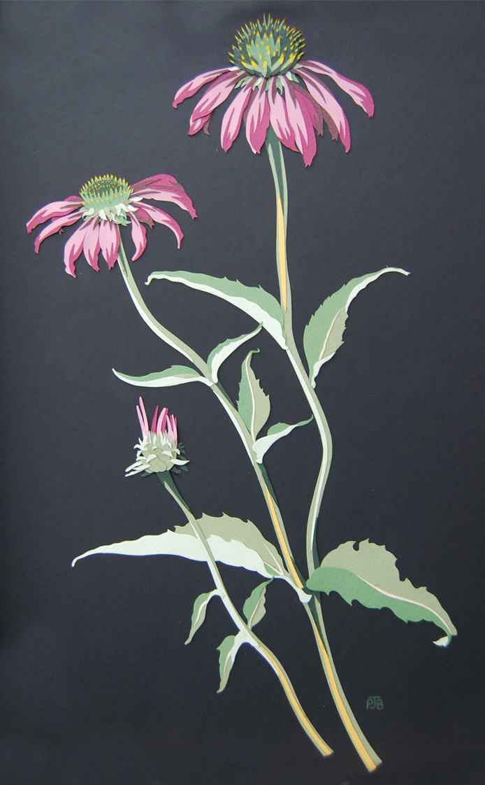 echinacea-resized