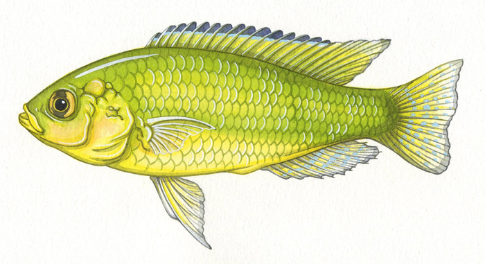 egyptian-mouthbrooder