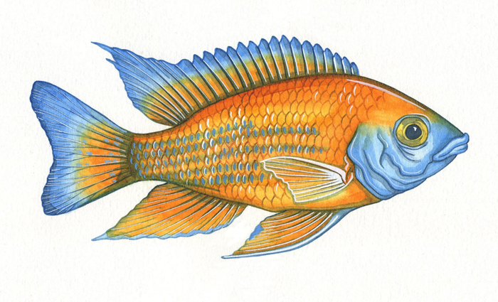 fairy-cichild-resized