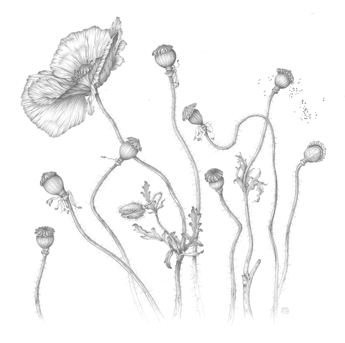 field-poppies-resized