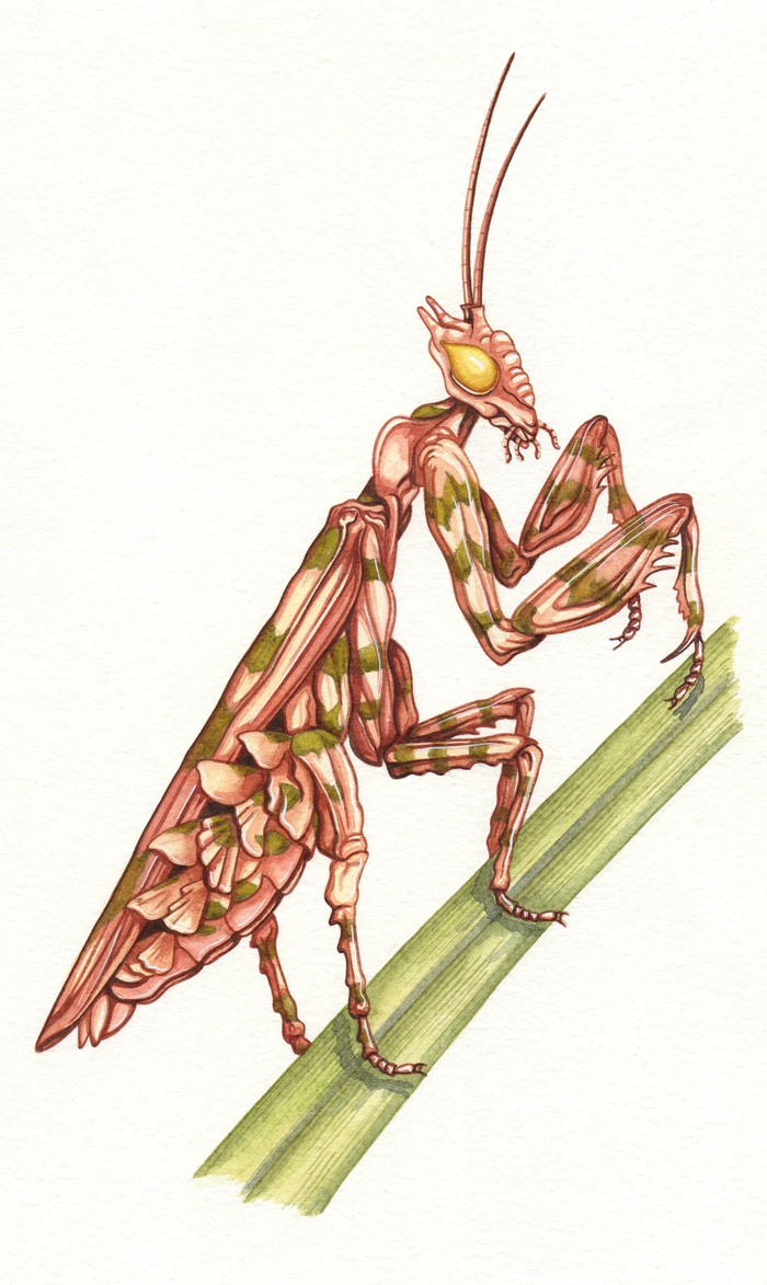 flower-mantis-resized