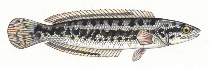giant-snakehead-resized