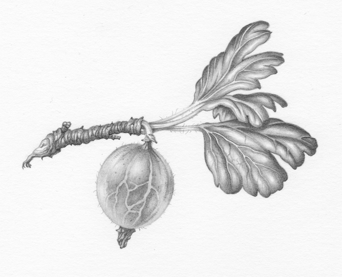 gooseberry-resized
