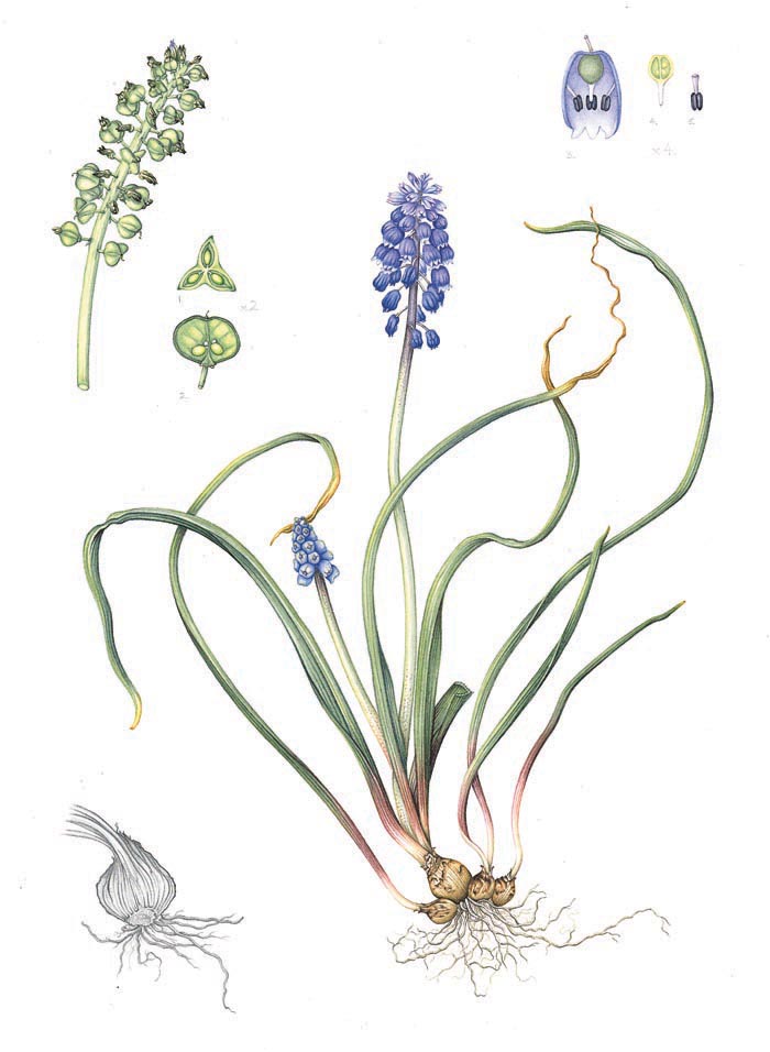 grape-hyacinth-resized