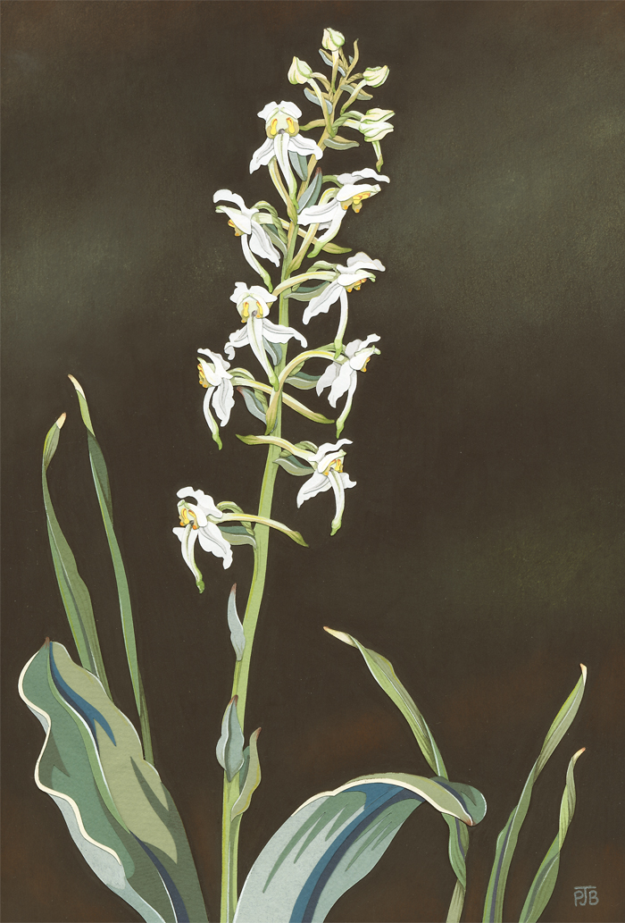 greater-butterfle-orch-resized