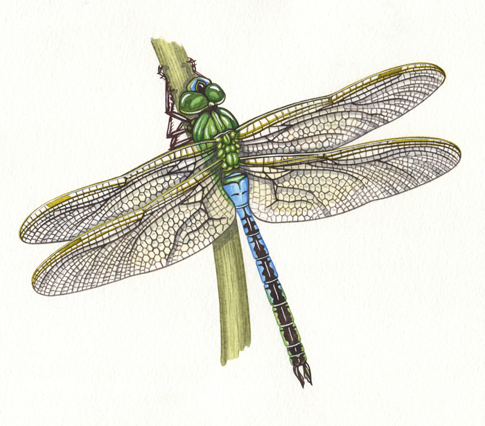 green-darner-resized