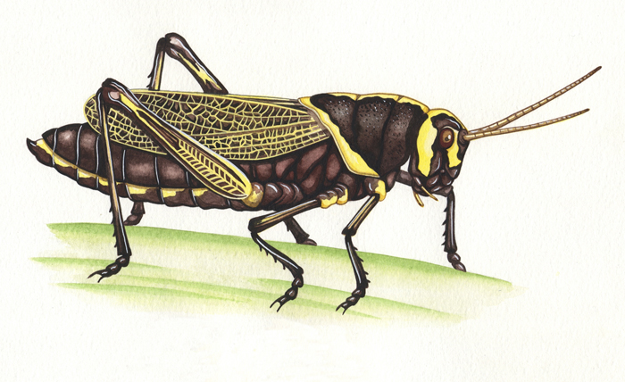 horse-lubber-grasshopper-resized