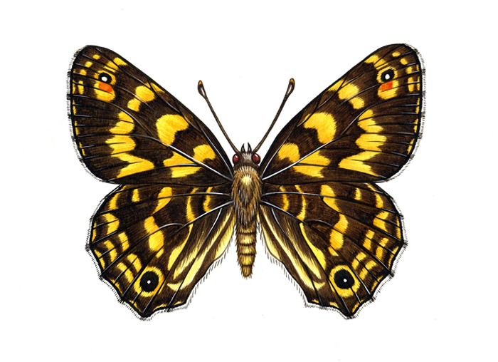 kershaws-brown-resized