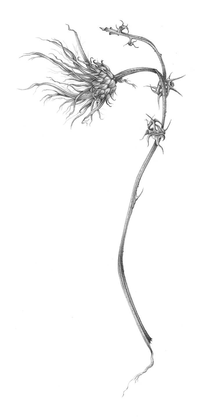 marsh-thistle-resized