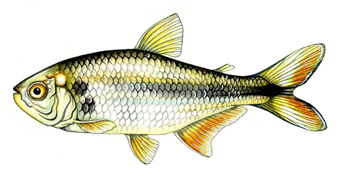 mexican-tetra-resized