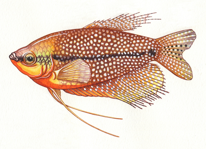 pearl-gourami-resized