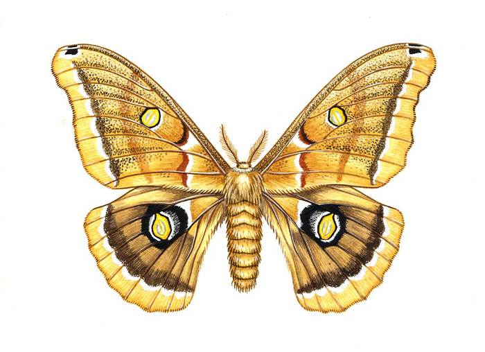polyphemus-moth