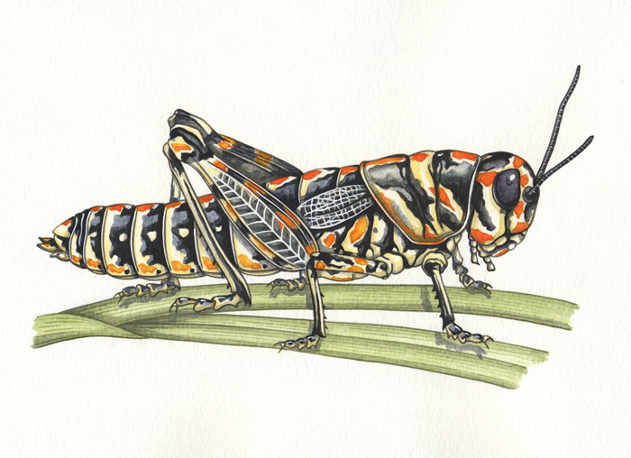 rainbow-grasshopper-resized