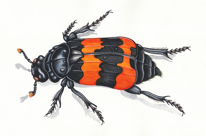 sexton-beetle-resized