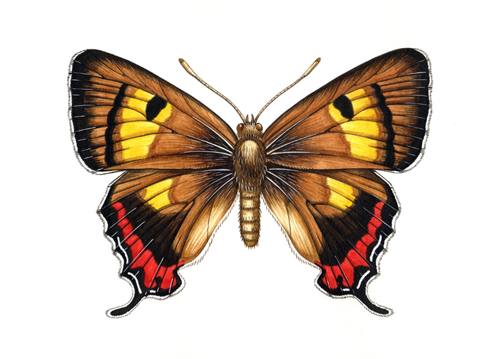 silky-hairstreak-resized