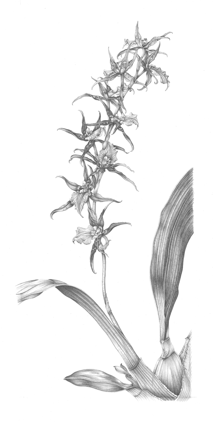 spider-orchid-resized