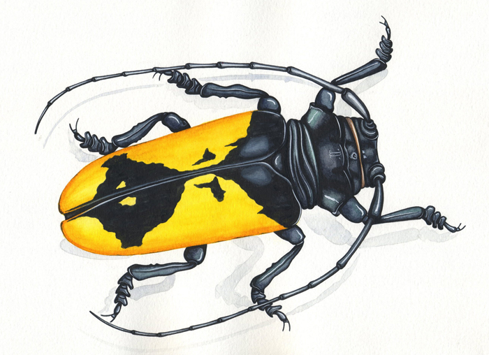 yellow-longhorn-beetle-resized
