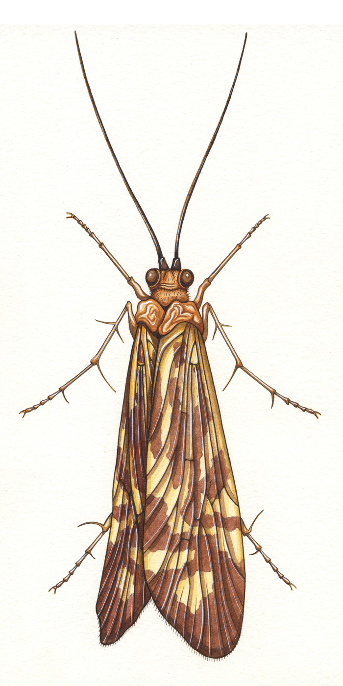 zebra-caddis-resized