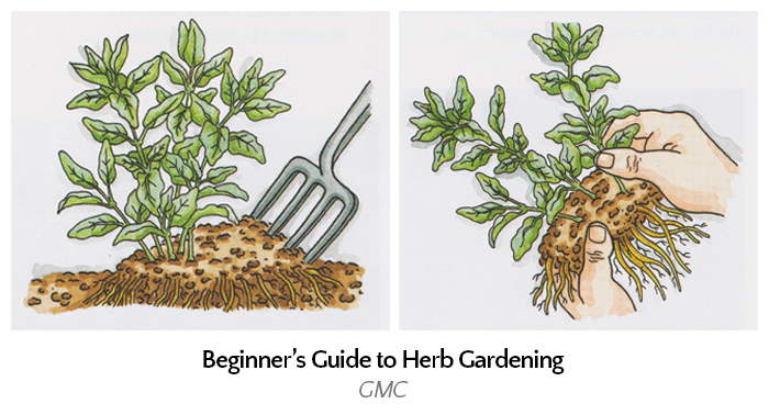 root-devision-resized