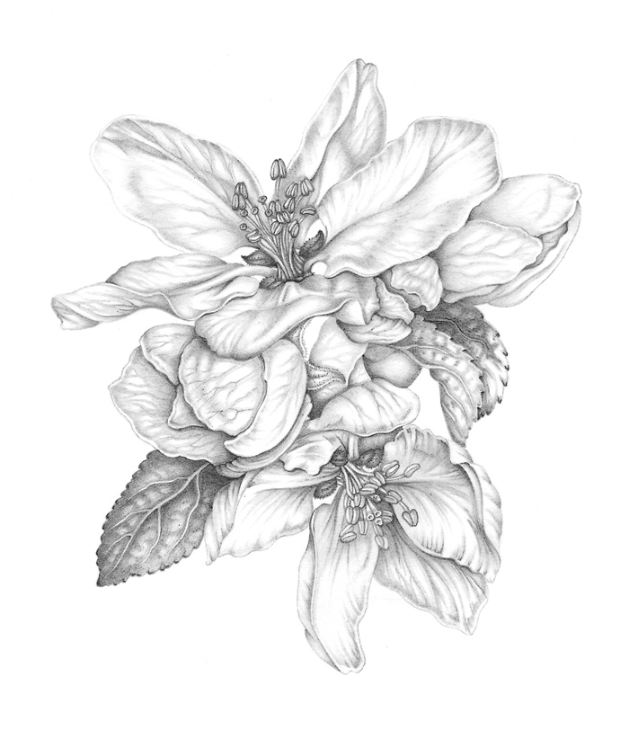 AppleBlossom_Resized