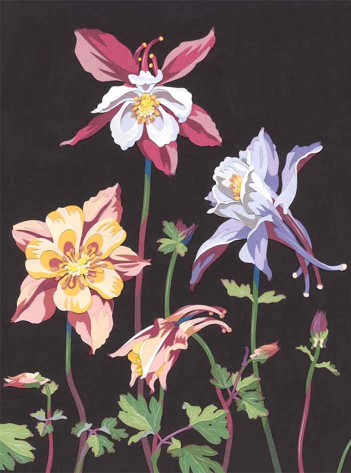 Columbines_Resized