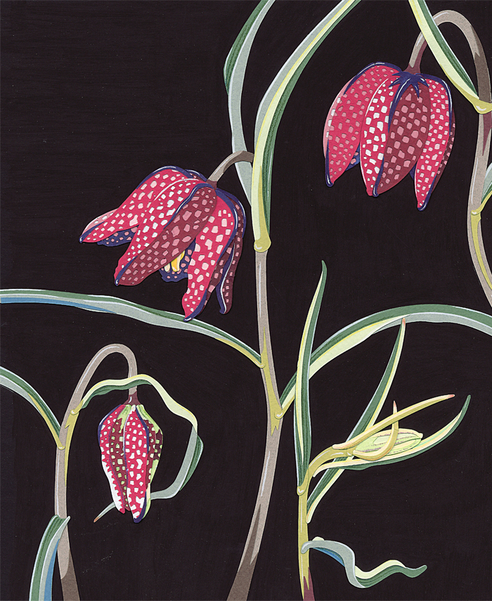 Fritillaries_Resized