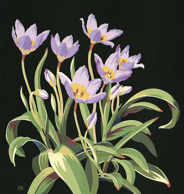 TulipsSaxatillis_Resized